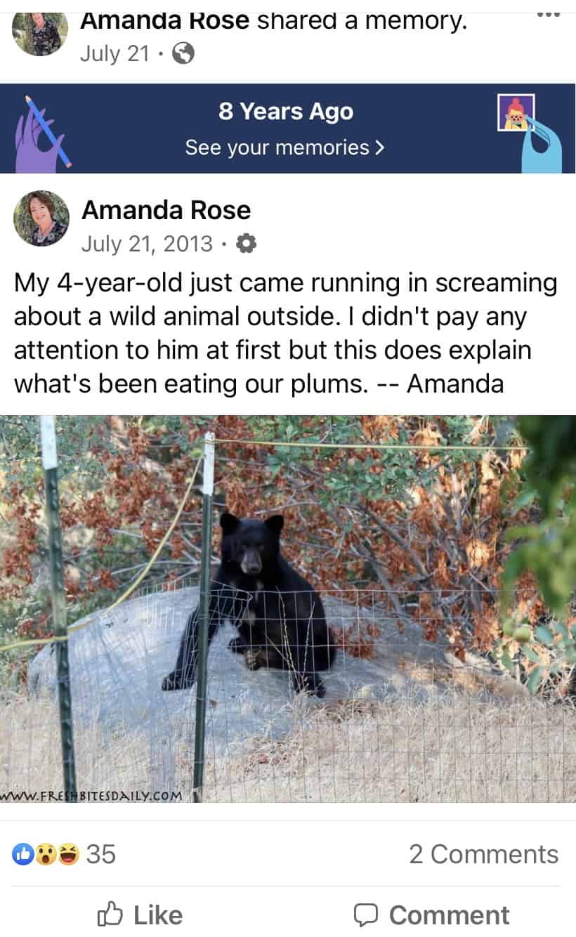 A post from Facebook in 2013 where Amanda shows the bear in the garden